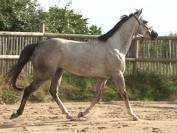 Magnifique Pur-Sang gris de 4ans, 1m64. 3300E