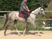 Magnifique Pur-Sang gris de 4ans, 1m64. 3300E