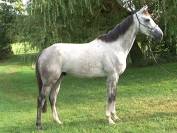 Magnifique Pur-Sang gris de 4ans, 1m64. 3300E