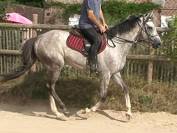 Magnifique Pur-Sang gris de 4ans, 1m64. 3300E