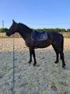 Ponette PFS de 3 ans à louer