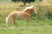 Pouliche Haflinger 