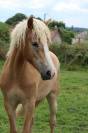 Pouliche Haflinger 