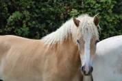 Pouliche Haflinger 