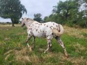 Jument Appaloosa