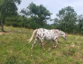 Jument Appaloosa