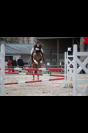 Castel - Poney de sport cavalier niveau G4/G6