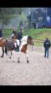 Castel - Poney de sport cavalier niveau G4/G6