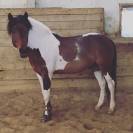 Castel - Poney de sport cavalier niveau G4/G6