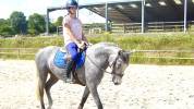 Poney à vendre connemara 4 ans