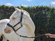 Poney c wpb 4 ans 