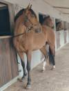 Jeune cheval de dressage 