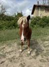 Gentil poney de 10 ans