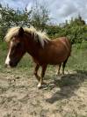 Gentil poney de 10 ans