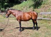 Pure-race espagnol, entier, 8 ans