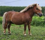 Poney A mâle reproducteur 