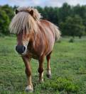 Poney A mâle reproducteur 