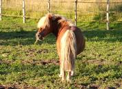 Poney A mâle reproducteur 