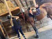 Jument 3 ans sport et loisir G4 Idéale CSO - Endurance