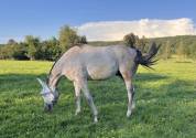 Adorable 2 ANS GRIS POLYVALENT