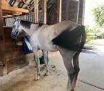 Adorable 2 ANS GRIS POLYVALENT