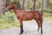 Foal PFS par Jungle Boogie Alias