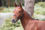 Foal PFS par Jungle Boogie Alias