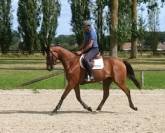 Hongre SF - 4 ans - Conquistador GFE X Elf D'Or -1,66m