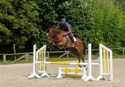 Hongre SF - 4 ans - Conquistador GFE X Elf D'Or -1,66m