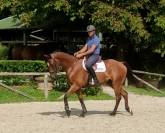 Hongre SF - 4 ans - Conquistador GFE X Elf D'Or -1,66m