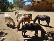 Poste enseignant(e)/animateur d'équitation