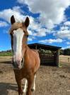 Poste enseignant(e)/animateur d'équitation