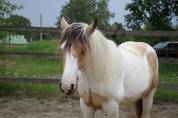 Saillie Irish Cob PP pour 2025 (1m50/1m55)