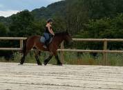 Cheval ardennais monté & attelé 