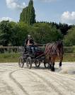 Cheval ardennais monté & attelé 