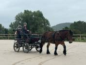 Cheval ardennais monté & attelé 