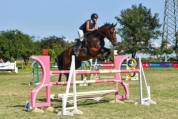 Poulain palomino d'1 mois - OC - 5 000€ TTC