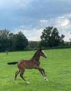 Foal SF Crusador Quick Star Starter