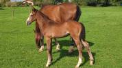 Foal SF Crusador Quick Star Starter