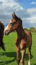 Foal SF Crusador Quick Star Starter