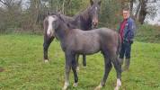 Foal SF Crusador Quick Star Starter