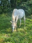 Poney hongre 14 ans à remettre en route