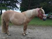 VENTE SHETLAND TAILLE 1,07m