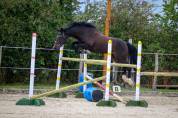 Poney CSO/CCE à vendre 