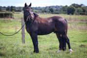 Poney CSO/CCE à vendre 