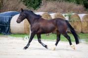 Poney CSO/CCE à vendre 