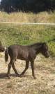 Réservation poulain type Shetland Blue Roan