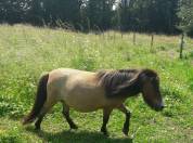 Réservation poulain type Shetland Blue Roan