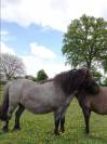 Réservation poulain type Shetland Blue Roan