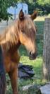 Colt Anglo-Arabian For sale 2024 Chesnut